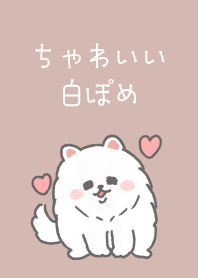 pretty white Pomeranian Theme