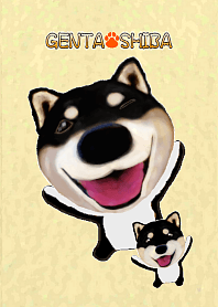 Genta Shiba(DOG)