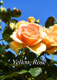 Yellow Rose 2