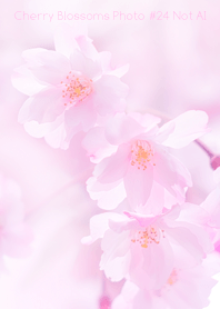 Cherry Blossoms Photo #24-23 NotAI