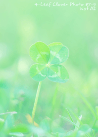 4-leaf clover Photo#7-5 Not AI