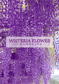 WISTERIA FLOWER -fujinohana- 3