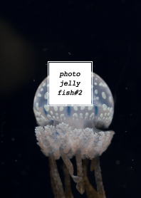 PHOTO-JELLYFISH#2
