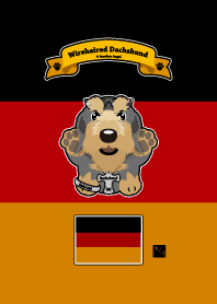 Wire dachshund black and tan
