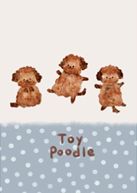 cute love toy poodle6.