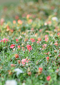 sweet little flower