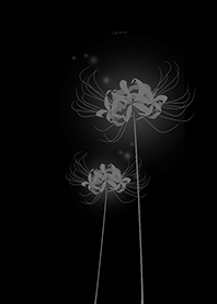 Lycoris gray Background black