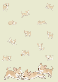Cute happy chihuahua.8
