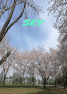 Sky12 Sakura  Blooms