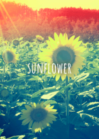 -sunflower
