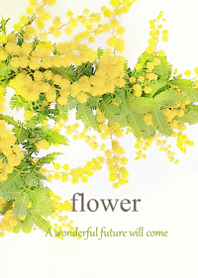 Mimosa and gentle spring6.