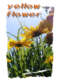 Yellow flower