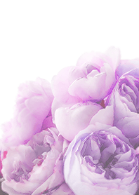 【flower】violet