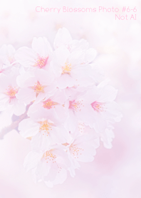 Cherry Blossoms Photo #6-6 Not AI