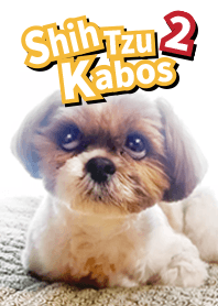 シーズー犬かぼす2