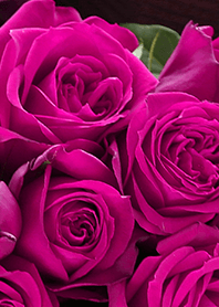 [flower]pink rose