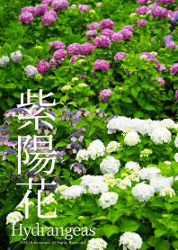 紫陽花 - Hydrangeas -