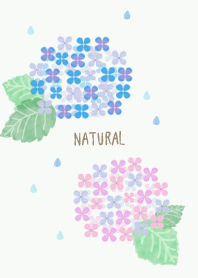 Hydrangea watercolor16 from Japan