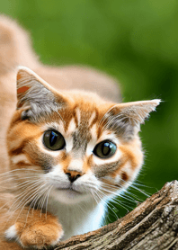 Cats run wild #CNWF216.