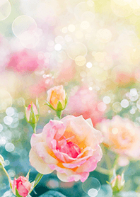 Beautiful rose flower(R2695)