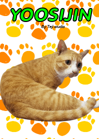 Yoosijin the cat