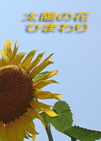 Flower in the sun Sunflower