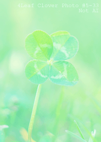 4leaf Clover Photo#5-33Not AI