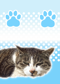 Hey Cats!