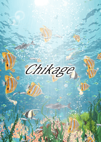 Chikage Coral & tropical fish