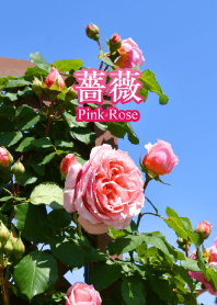 薔薇（ピンクローズ4）