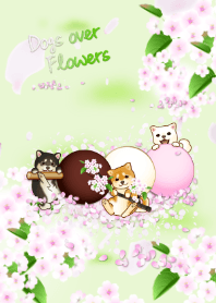 Dogs over Flowers 3 ( cherry blossoms )