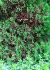 治癒的草