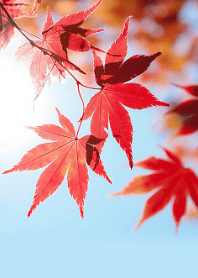 blue sky and red maple
