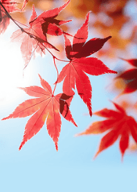 藍天與紅楓