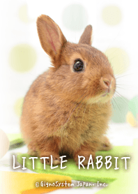 LITTLE RABBIT