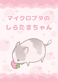 Shiratama the micro pig