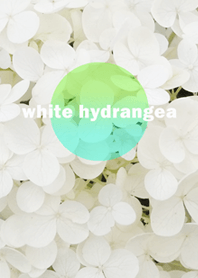 beautiful hydrangea(green)
