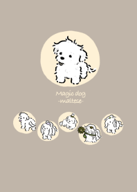 Magic dog -Maltese-