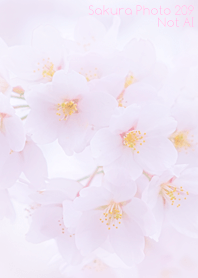 Sakura Photo 209 Not AI