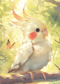 森林萌の玄鳳鸚鵡❤️