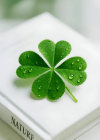 ใบโคลเวอร์แห่งความสุขสมหวัง V.27