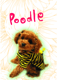 poodle LOVE IV