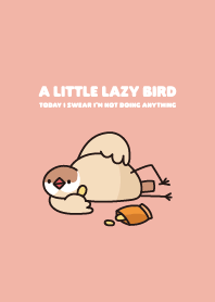 Lazy bird - Fawn Java Sparrow