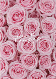 Pink Roses for love Light Purple theme