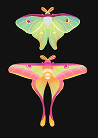 Moth