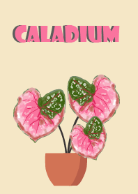 ฉันรักบอนสี ราชินีใบไม้ฟ