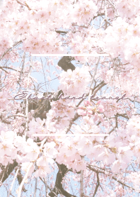 Short hand travel japan Sakura