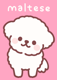 もしゃもしゃマルチーズ