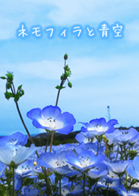 nemophila&sky