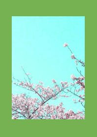 CHERRY BLOSSOMS & BLUE SKYj-GREEN-YELLOW